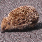 神戸 こたつ夫