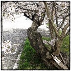 はない（hanai）