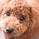 ChimoRi