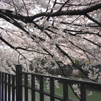 NAO_pember