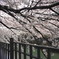 NAO_pember