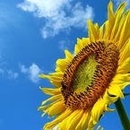 ポンチョ６６６