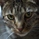 ベンガルねこ