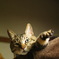 ねこ作