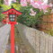 雅な京都が好き