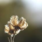 しとぴっちゃん