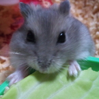 Qooapple