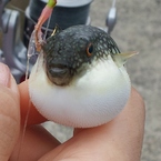 Fugukko