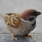 秀