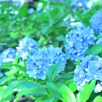 れいちぇるん