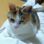 umibudo