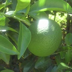 秋茜さつき