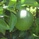 秋茜さつき