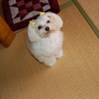 ナナと風音