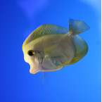 ユイ