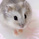 すもも