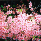 akyu