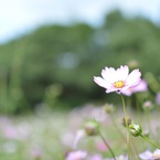 mikuriyu