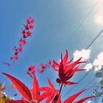 kurumiruku