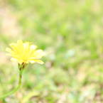 Ume*