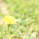 Ume*