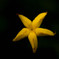 Star Flower