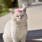 みやたけ