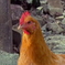 Billina
