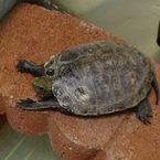 アデリー