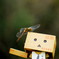 anthony_k