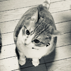 yudai_suzuki
