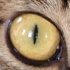 猫の眼