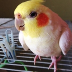 ぺこちゃん