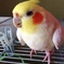 ぺこちゃん