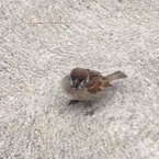 にっち