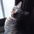 ももpon