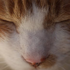 猫写
