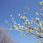 だいまる
