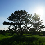 k:yasu