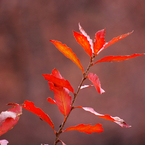 y. japonica