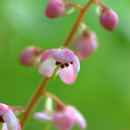 pyrola