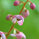 pyrola