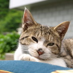 けーけ