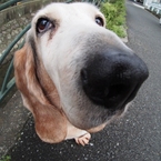 basset-cocoa