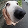 basset-cocoa