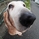 basset-cocoa