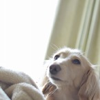 こび