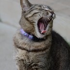 花鳥猫爺