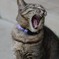 花鳥猫爺