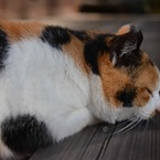 ぽろ